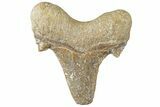 Serrated Sokolovi (Auriculatus) Shark Tooth - Dakhla, Morocco #312638-1